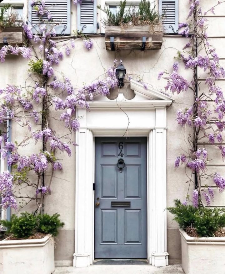 Slate-Blue Entry with Wisteria and White Trim