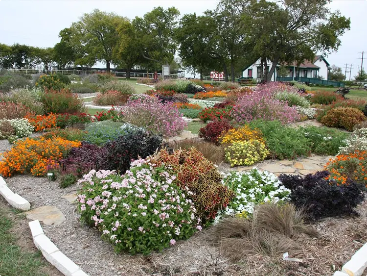 Native plant variety