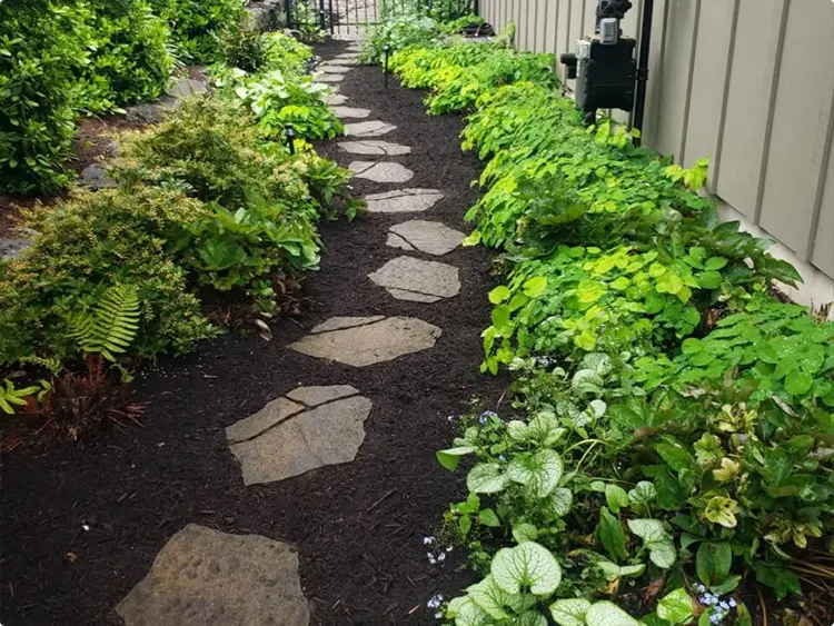 Shaded Stepping Stone Path in Dark Mulch Beds