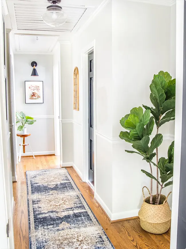 A Fiddle Leaf Fig near the Navy Door and Its White Trim