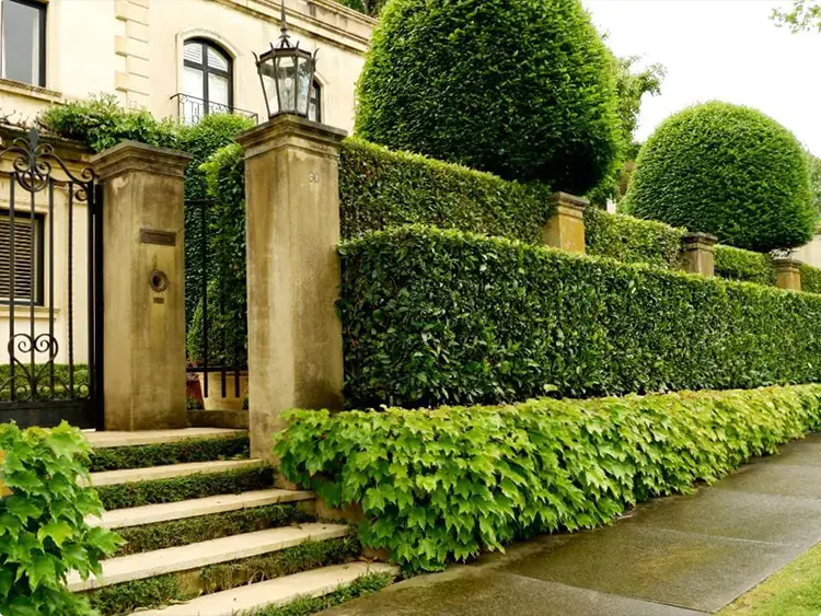 Hedge Landscaping Ideas