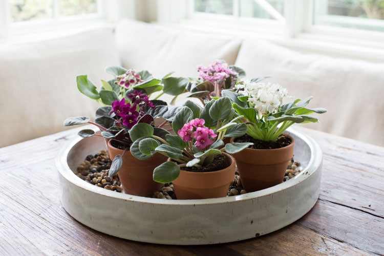 African Violet Flower