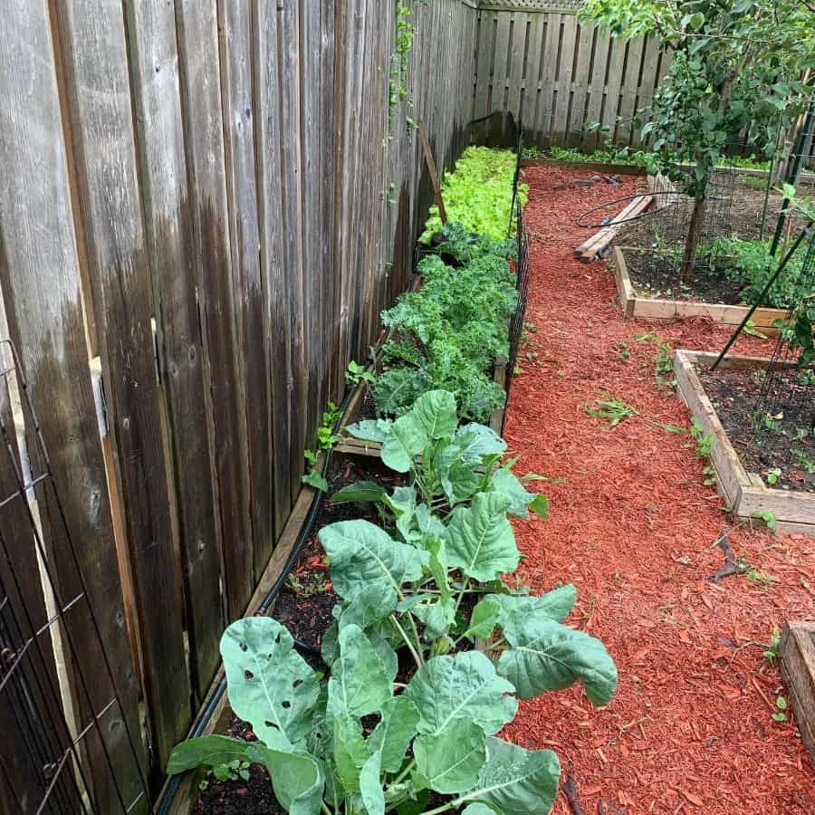 narrow vegetable garden backyard