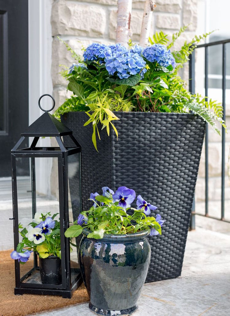classy-tall-black-planter-with-blue-flowers Classy Tall Black Planter with Blue Flowers