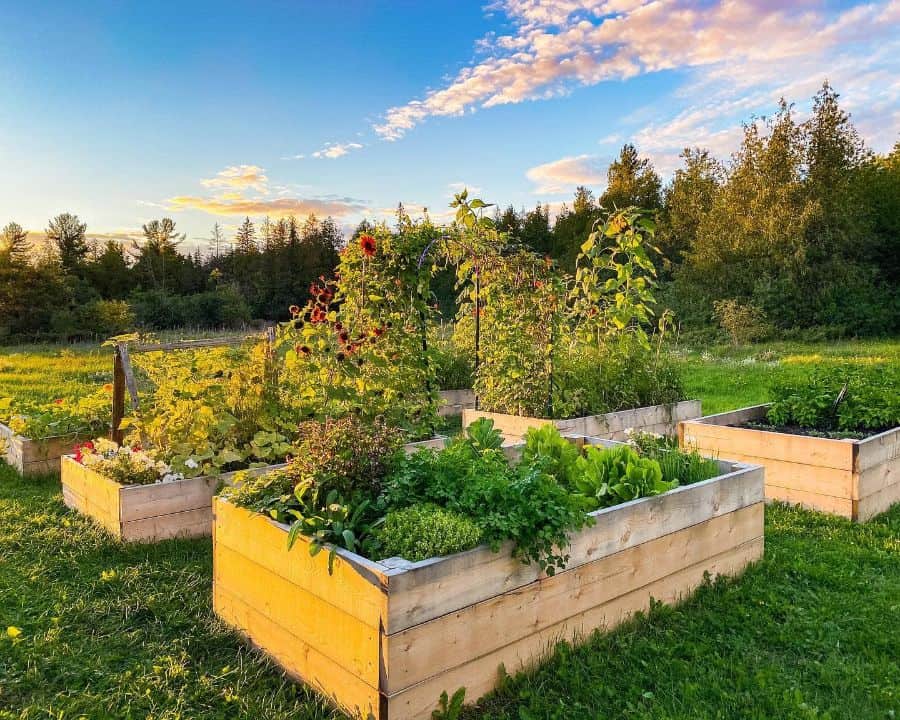 wood pallet garden boxes backyard