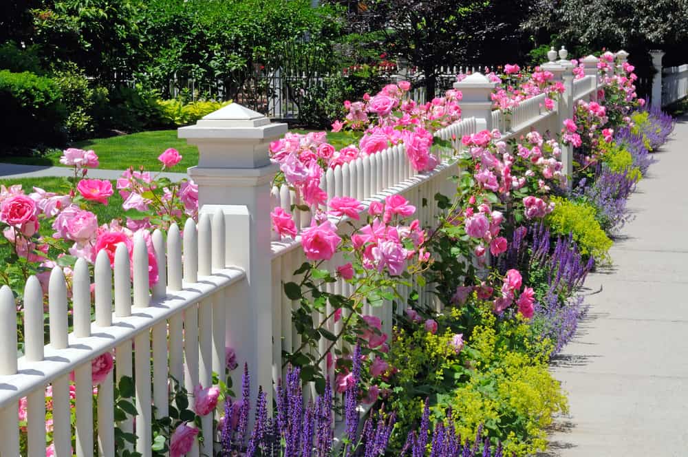 front yard flower garden white picket fence pink roses
