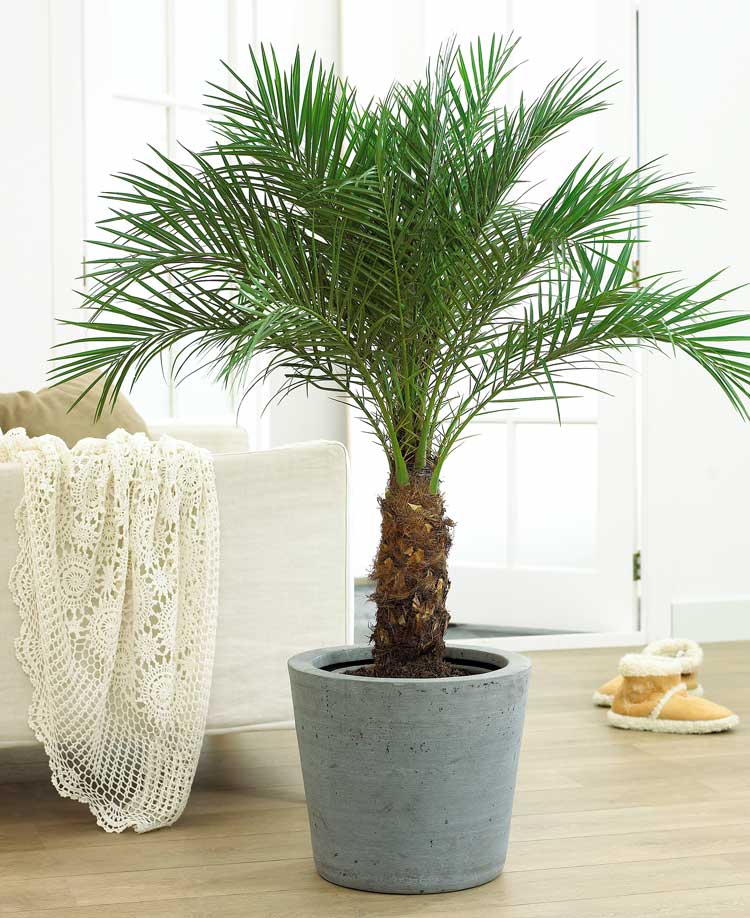 Indoor Palm Tree