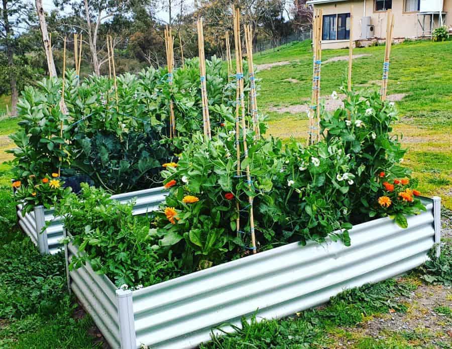 metal sheet garden bed