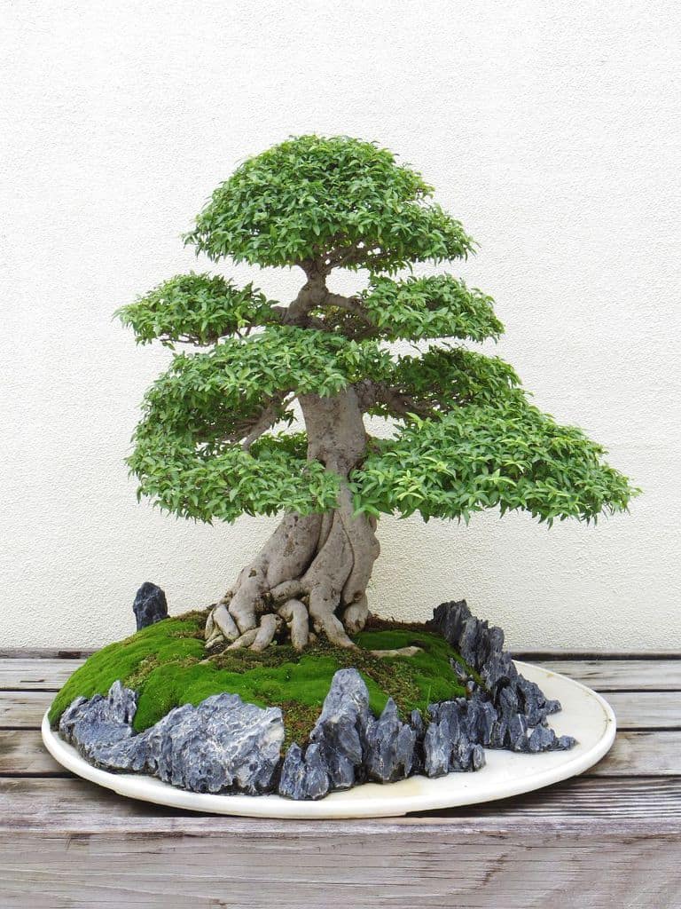 mini-zen-garden-ideas-1 green leafy japanese bonsai plant