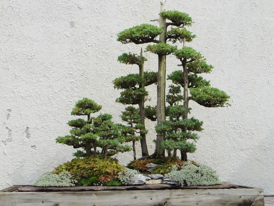 mini-zen-garden-ideas-2 japanese bonsai garden