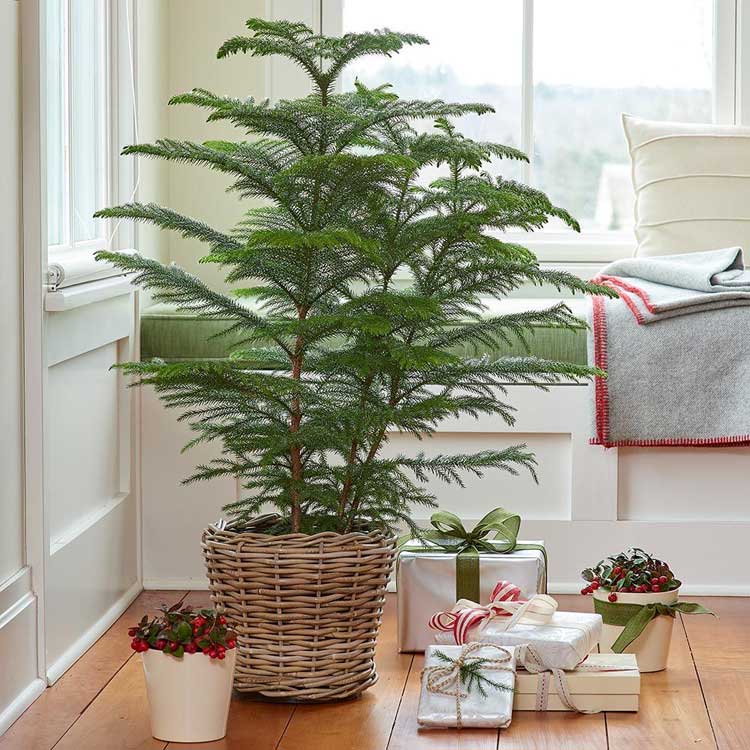 Norfolk Island Pine
