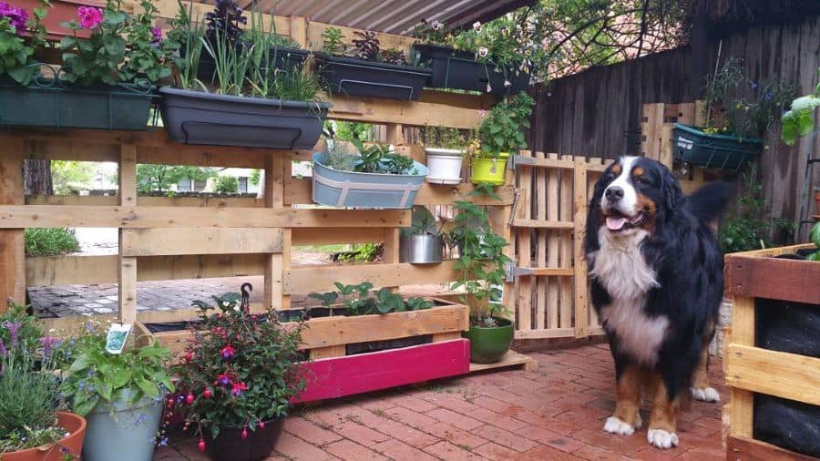 pallet fence garden backyard with planter boxes