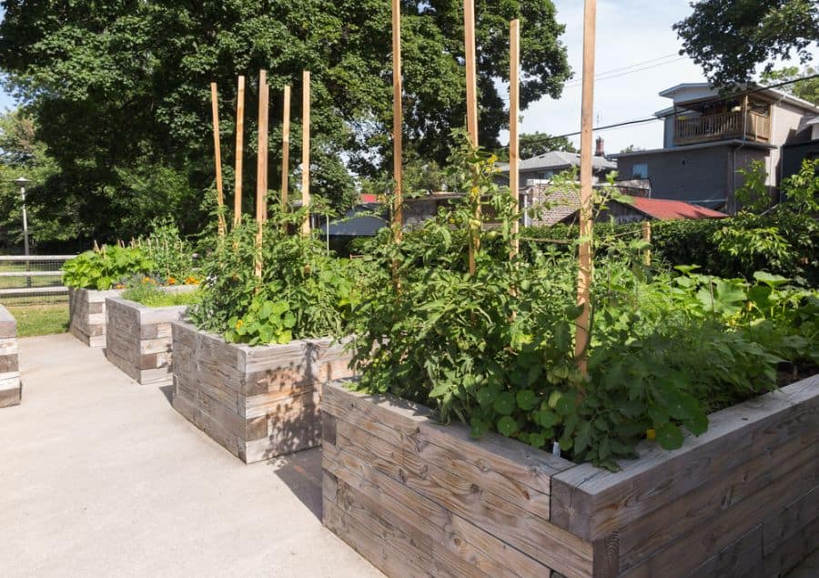 raised wood bed vegetable garden