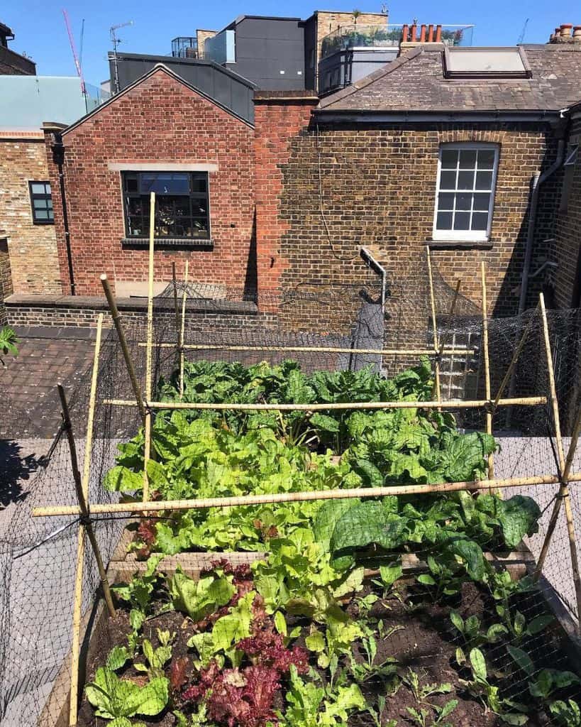 rooftop vegetable garden
