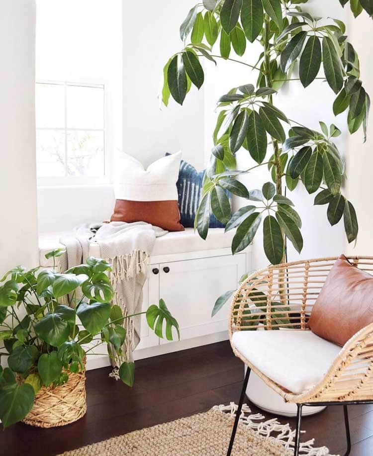 Schefflera Umbrella Plant