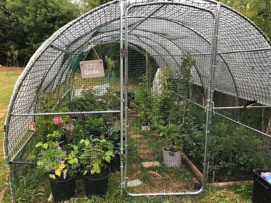 wire glasshouse vegetable garden