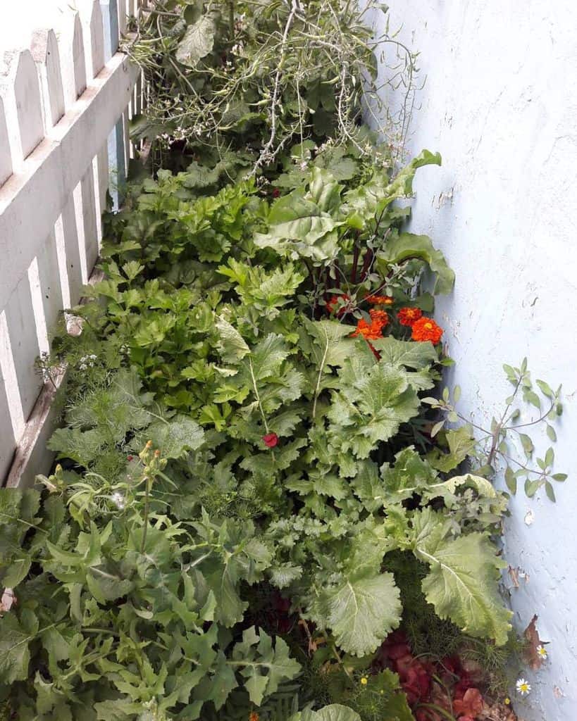 narrow side yard vegetable garden