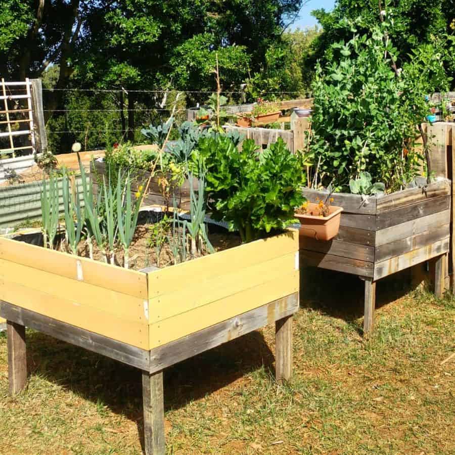 raised wood garden beds