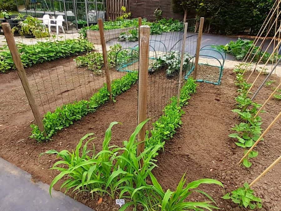 trellis vegetable garden