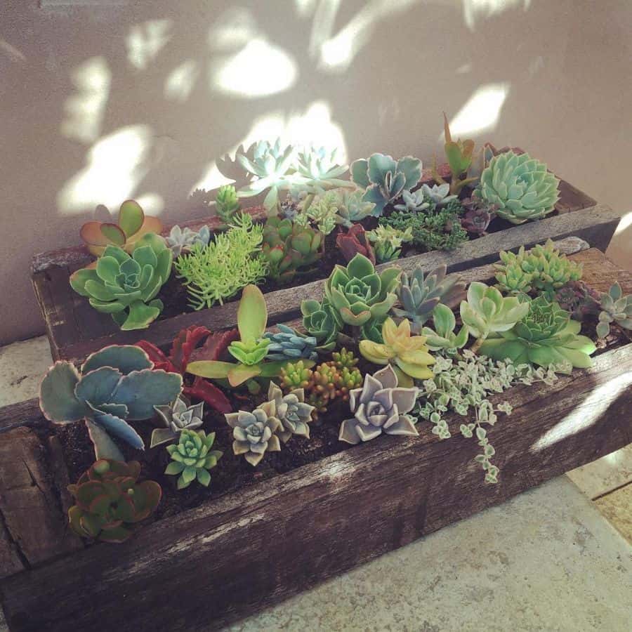 upcycled wood pallet garden with succulents