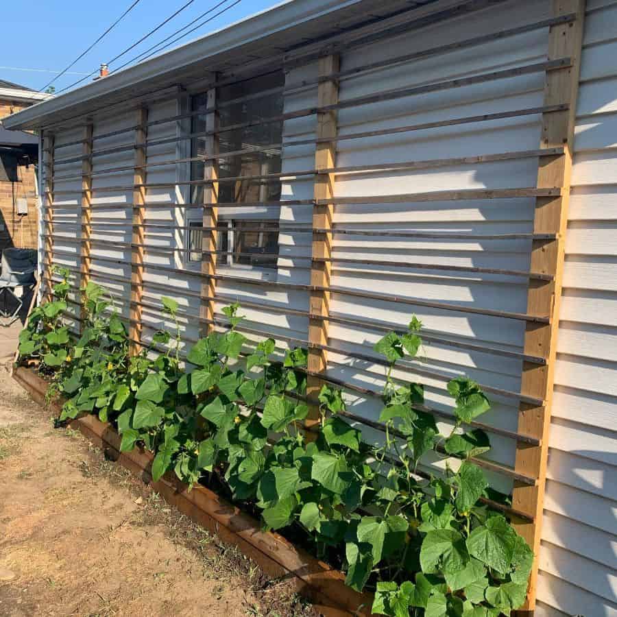 side garden with trellis
