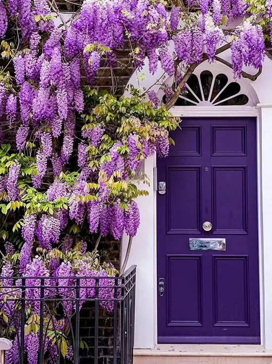 Deep Violet Door with Wisteria