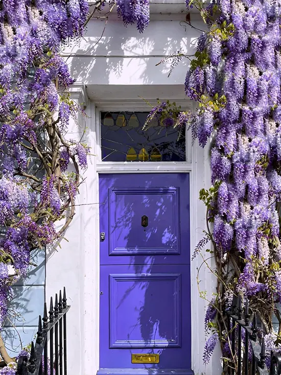 Periwinkle Purple Door with Wisteria