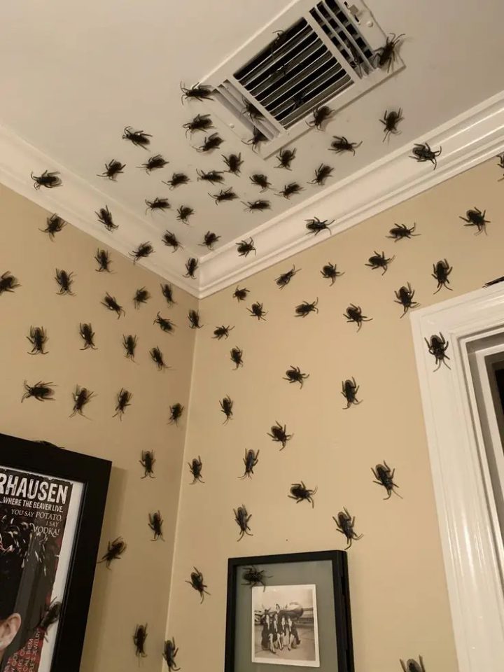 Bug Infestation with a Creepy Crawly Theme