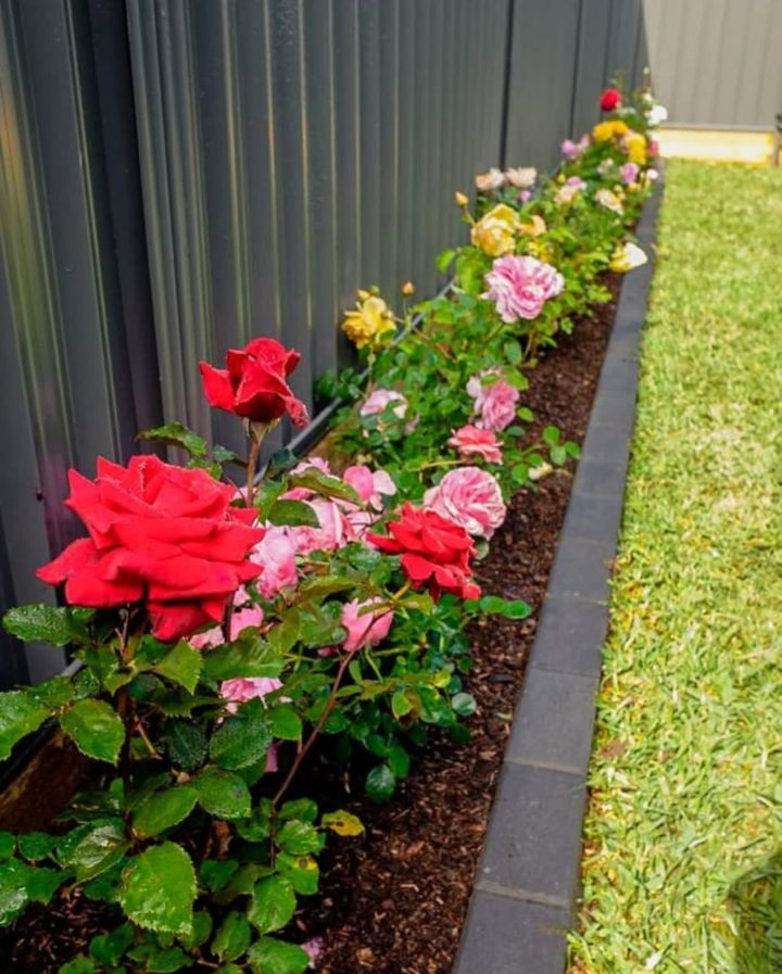 Fence Line Rose Border