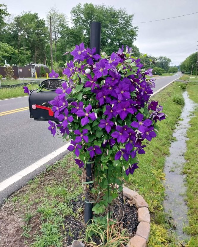 Deep Purple Clematis Mailbox Planting
