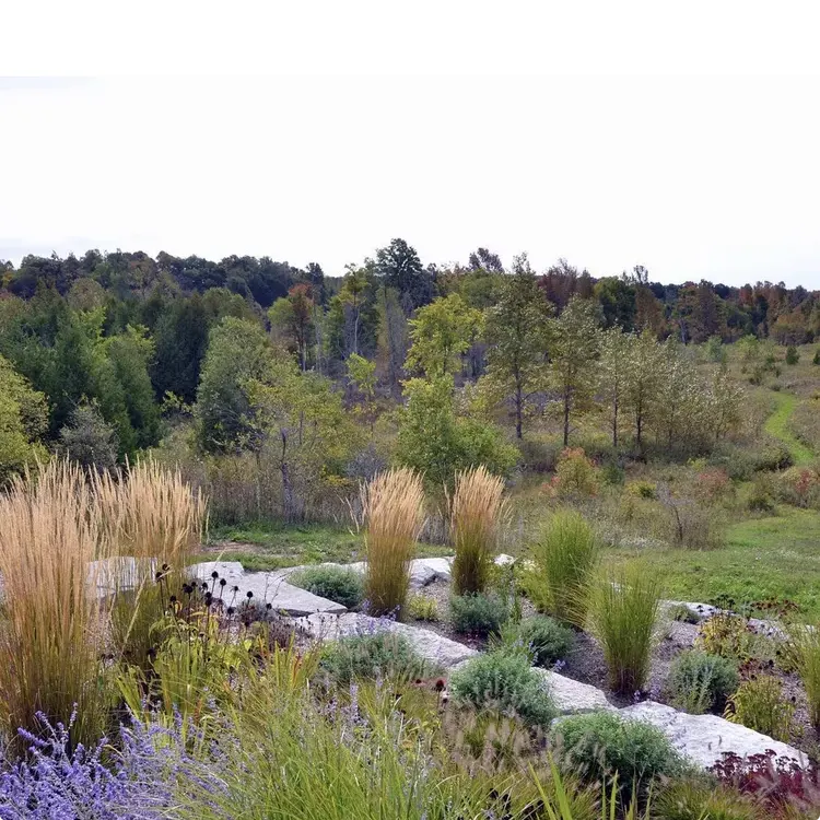 Flat Stone Slab Path in a Meadow Garden