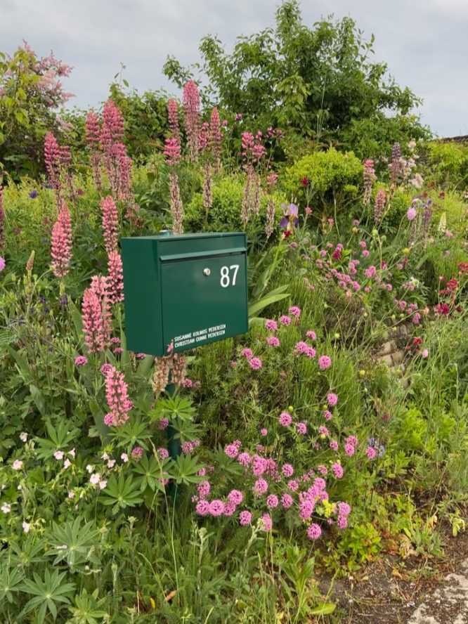 Green Mailbox Lupine Planting