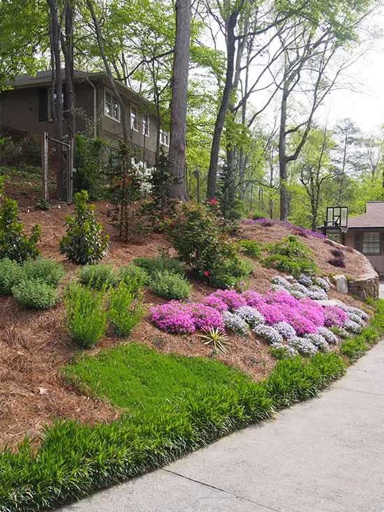 Mulched Mass Planting for Slopes